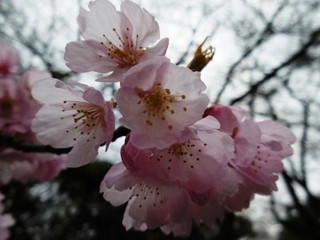 20150320rekunokai02.jpg