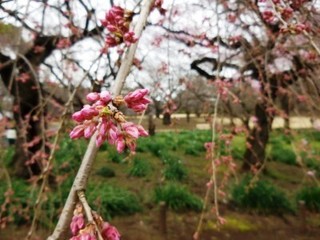 20150320rekunokai05.jpg